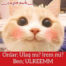 137 Begenme 1 Yorum Instagram Da Sak Caps Ve Komik Tweet Ler Caps Sak Ulrem Senanlatkaradeniz Ulasastepe Iremhlvciogl Animals Cats Captions