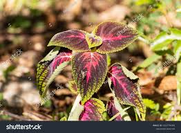 Image result for Coleus esculentus