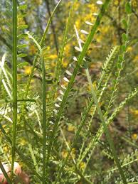 Image result for Parkinsonia africana