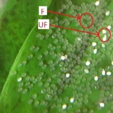 A quality wheat germ based koi food. Fertilized F And Unfertilized Uf Eggs Of M Gulio Download Scientific Diagram