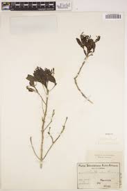 Image result for Cordylostigma virgatum