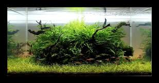 Cara merawat aquascape yang pertama adalah dengan dengan menjaga lingkungannya. Cara Merawat Aquascape Air Tawar Yang Benar Dan Mudah Juraganhobi Com