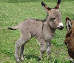 Earth Pictures On Twitter Cute Animals Baby Animals Cute Baby Animals