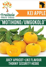 I know that it is a gold nugget because the first year put out some fruit. Rare Fruit Growers South Africa Posts Facebook