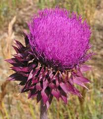 Image result for Carduus nyassanus