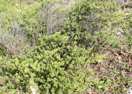 Image result for Surianaceae