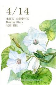 每日一花 4 14生日花 白色 haru hello flower drawing floral watercolor watercolor paintings
