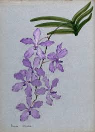 Image result for Vanda coerulea