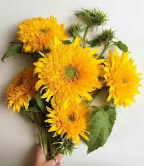 Unduh gratis berbagai kategori gambar bunga & alam menakjubkan. Bunga Matahari On Tumblr