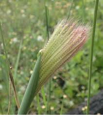 Image result for Chloris pilosa
