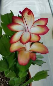 Samba Brazil Plant In 4 Pot Schlumbergera Christmas Cactus Orquideas Jardim De Suculentas Suculentas