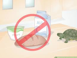 This page contains affiliate links. 3 Ways To Feed Your Turtle If It Is Refusing To Eat Wikihow