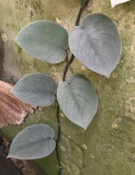 Pin On Indoor Leafy