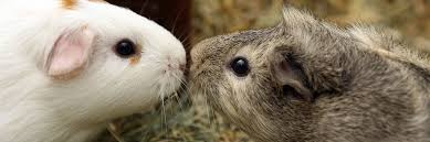 If you have a guinea pig, you can prevent accidental poisoning by keeping medications, cleaning supplies always doublecheck plants online first before letting your guinea pig near them. What Sex Is My Guinea Pig Greencross Vets