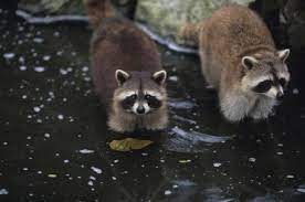 How Long Do Adolescent Raccoons Stay With Their Mother Animals Mom Com
