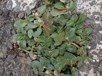 Image result for Alternanthera caracasana
