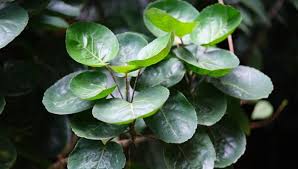 Image result for Polyscias