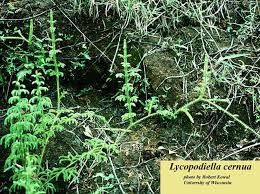 Image result for Lycopodiella cernua
