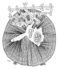 Image result for Helixanthera garciana