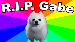 When i first got suki, shibas weren't all that popular; Gabe The Dog Died Remembering The Bork King Thoughts And Tribute Youtube