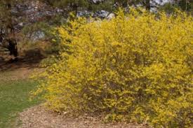 Maybe you would like to learn more about one of these? Forsythia Umn Extension