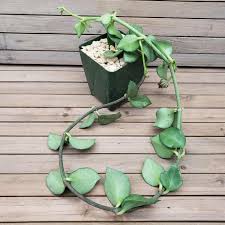 Image result for Ceropegia circinata