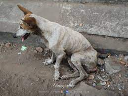Is there anyone who can help this dog near Ananda Palit, opposite Entally Post Office?the dog is crying in pain | Facebook