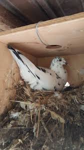 Sunny Chainwal Adli Kullanicinin Oiseaux Panosundaki Pin Guzel Kuslar Kus