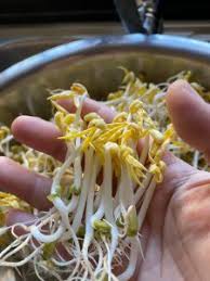 Jika kamu adalah salah satu orang yang pernah berpikir demikian, di sini kami akan menjawab pertanyaanmu. Tanam Taugeh Gemuk Kaedah Penapis Dan Hempap Hari Ke 4 Boleh Makan Hasil Mingguan Wanita