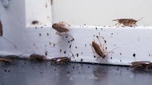 Roaches The Headache Of Every Florida Homeowner Halo Home Watch