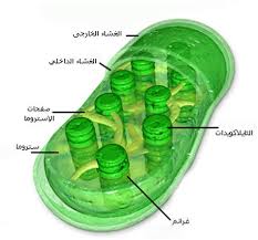 التفاعلات الضوئية في عملية البناء الضوئي عملية البناء الضوئي الفصل 1