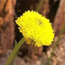 Billy Buttons Craspedia Globosa Nurseries Online
