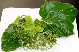 Image result for Premna senensis