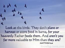 Look At The Birds Of The Air Verse Matthew Inspirational Images Matthew 6 26 Christian Wallpaper Heavenly Father