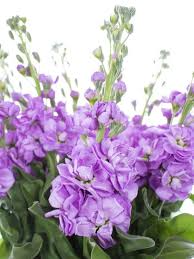 Doch der zimmerschmuck hält oftmals nicht allzu der richtige standort ist für ein langes blumenleben ebenfalls maßgeblich. Levkojen Figaro Lavender Lila Bestellen Lavendel Augenweide Pflanzen