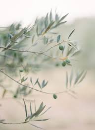 My Friday Five 6 24 Apartment34 Plants Olive Tree Nature