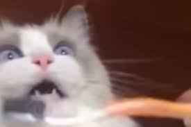 Check spelling or type a new query. Cat Gets Its Teeth Brushed Has A Major Revelation About Life