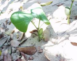 Image result for Eriosema cordatum