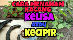 Dipublikasikan tanggal 9 desember 2019 cara tanam kacang tanah di musim hujan. Cara Menanam Kacang Kelisa Kacang Botor Kecipir Winged Bean Youtube