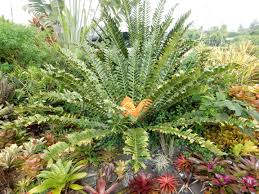 Image result for Encephalartos ferox
