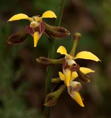 Image result for Eulophia streptopetala