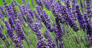 Lavender Seeds Munstead Herb Seeds In Packets Bulk Eden Brothers Lavender Seeds Lavandula Angustifolia Munstead Lavender Plant