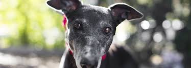 Alot of people think that the size of greyhounds makes them difficult as pets. 15 Greyt Reasons To Adopt A Greyhound Animal Liberation Queensland