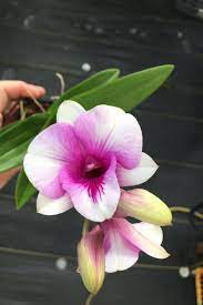 Dendrobium New Hope Mini Orchid In Spike Beautiful Flowers Splash 2 5 Inch Pot Orquideas