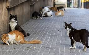 Harimau adalah binatang penyendiri yang sangat menyadari batas wilayahnya. Bolehkah Haiwan Peliharaan Dijangkiti Virus Covid 19 Free Malaysia Today Fmt