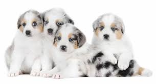 Despite what the breed name suggests, the australian shepherd did not originate in australia.rather, it was bred in the united states by basque shepherds who emigrated to america after settling in australia for a short period of. Australian Shepherd Names 200 Amazing Aussie Dog Ideas