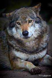 European Wolf Wolf Life Wolf World Wolf Dog