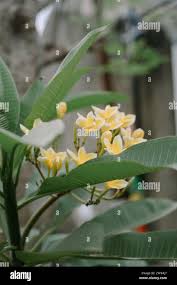 Image result for Apocynaceae subfamilies Apocynoideae and Rauvolfioideae