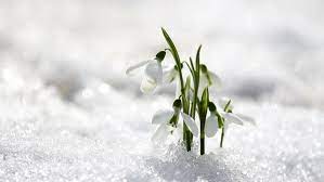 Snowdrop Flower Hd Pics Best Flower Wallpaper
