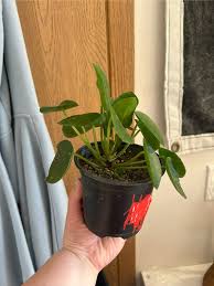 Image result for Pilea angolensis